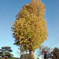 �����傤�̖�